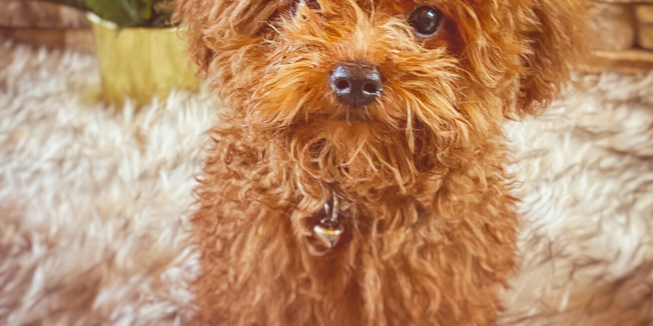 Cute tiny red poodle in front of the fireplace