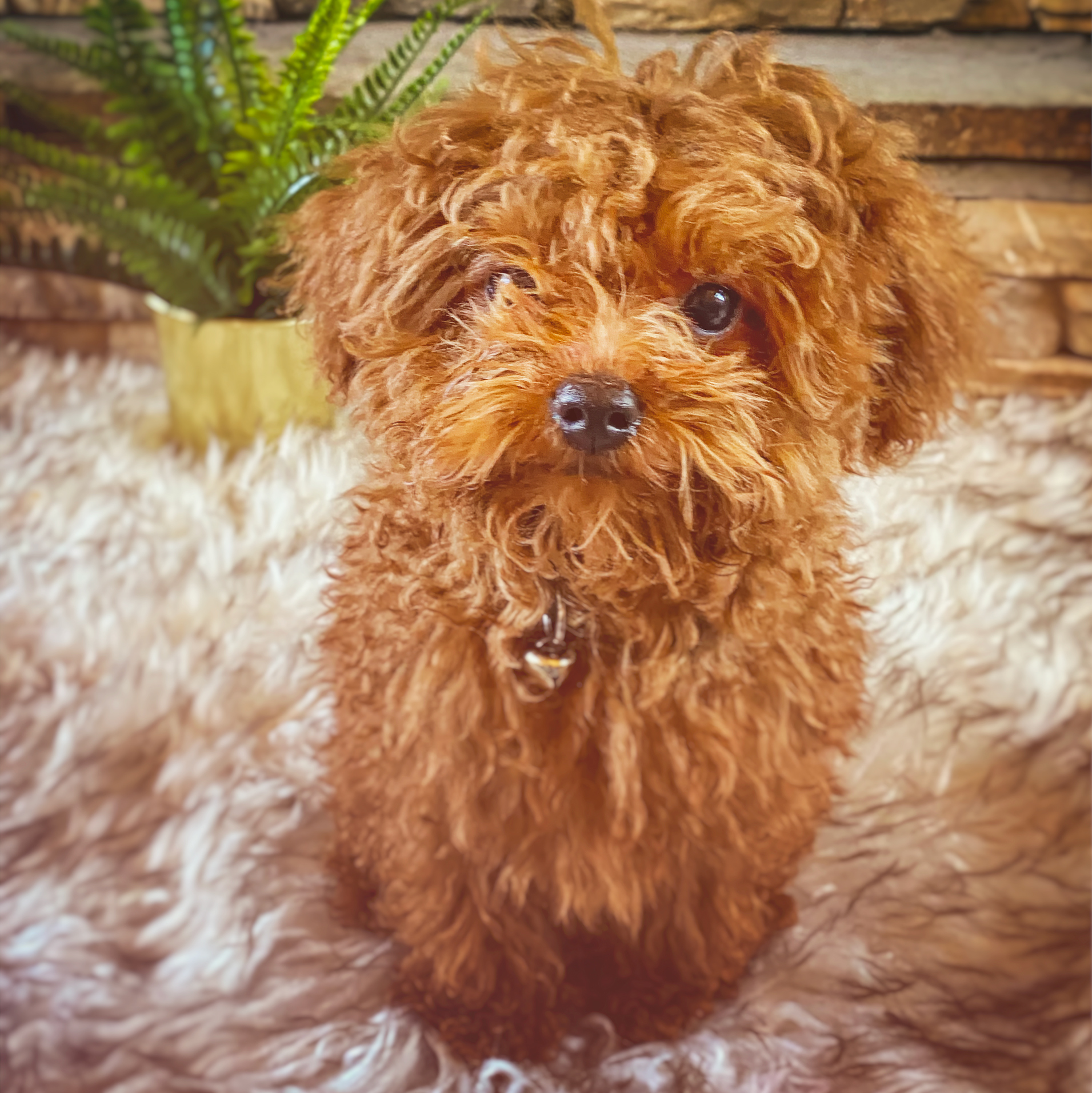 Cute tiny red poodle in front of the fireplace